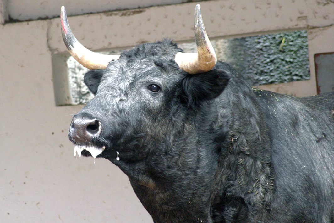 Opinión / A toro pasado