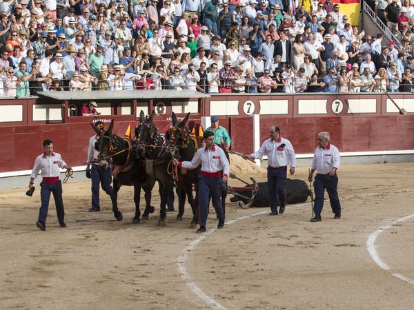 SAN ISIDRO / EL APUNTE / UN TORO BRAVO