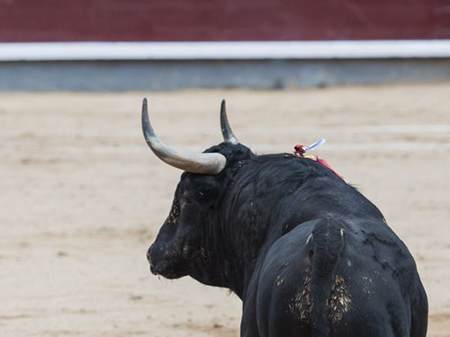 SAN ISIDRO / EL APUNTE – PROTAGONISTA